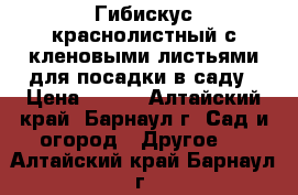 Гибискус краснолистный с кленовыми листьями для посадки в саду › Цена ­ 450 - Алтайский край, Барнаул г. Сад и огород » Другое   . Алтайский край,Барнаул г.